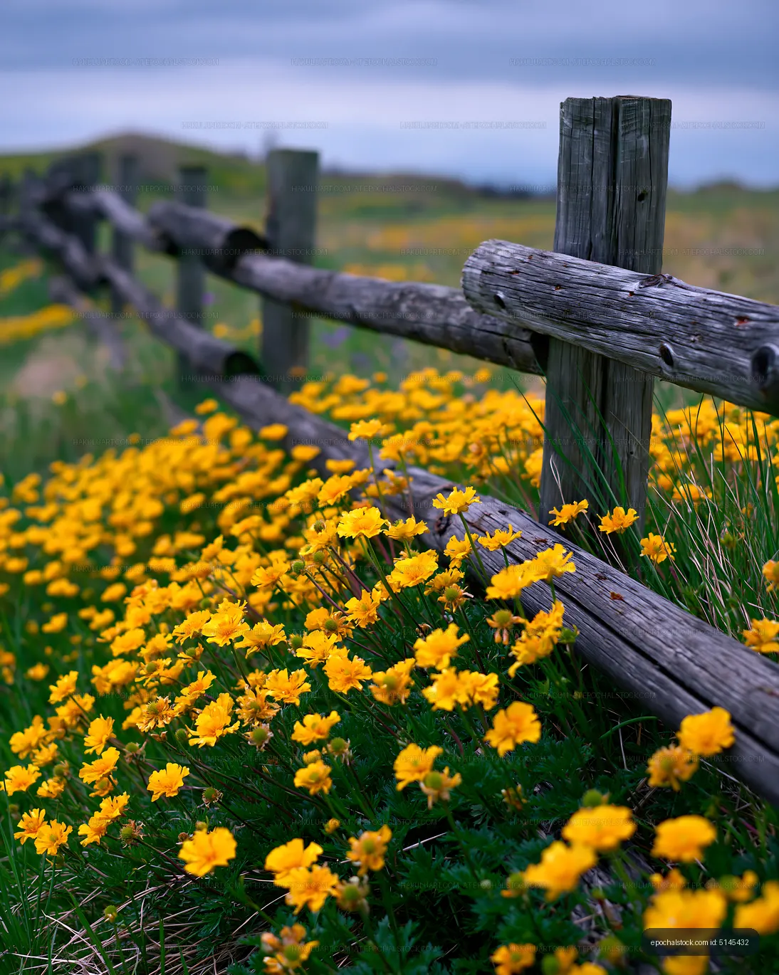 Wildflowers bloom near wooden fence in open field