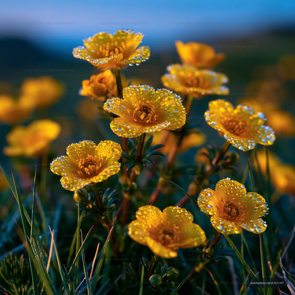 Yellow flowers with dew on a green meadow at sunrise