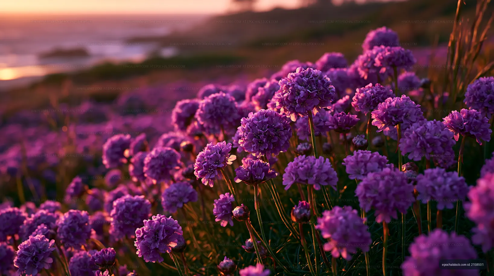 Purple flowers bloom by the ocean during sunset