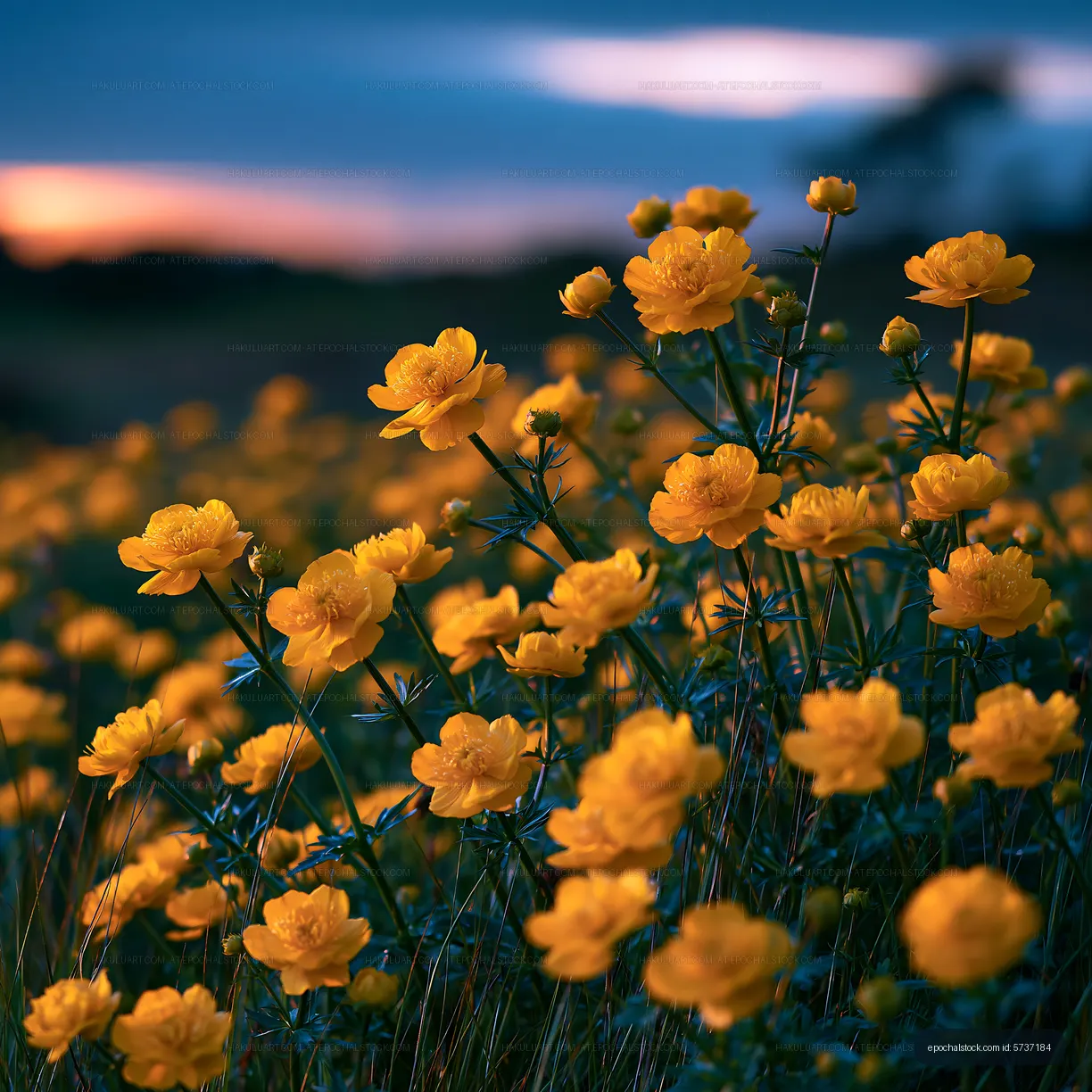Yellow wildflowers bloom in a field during sunset