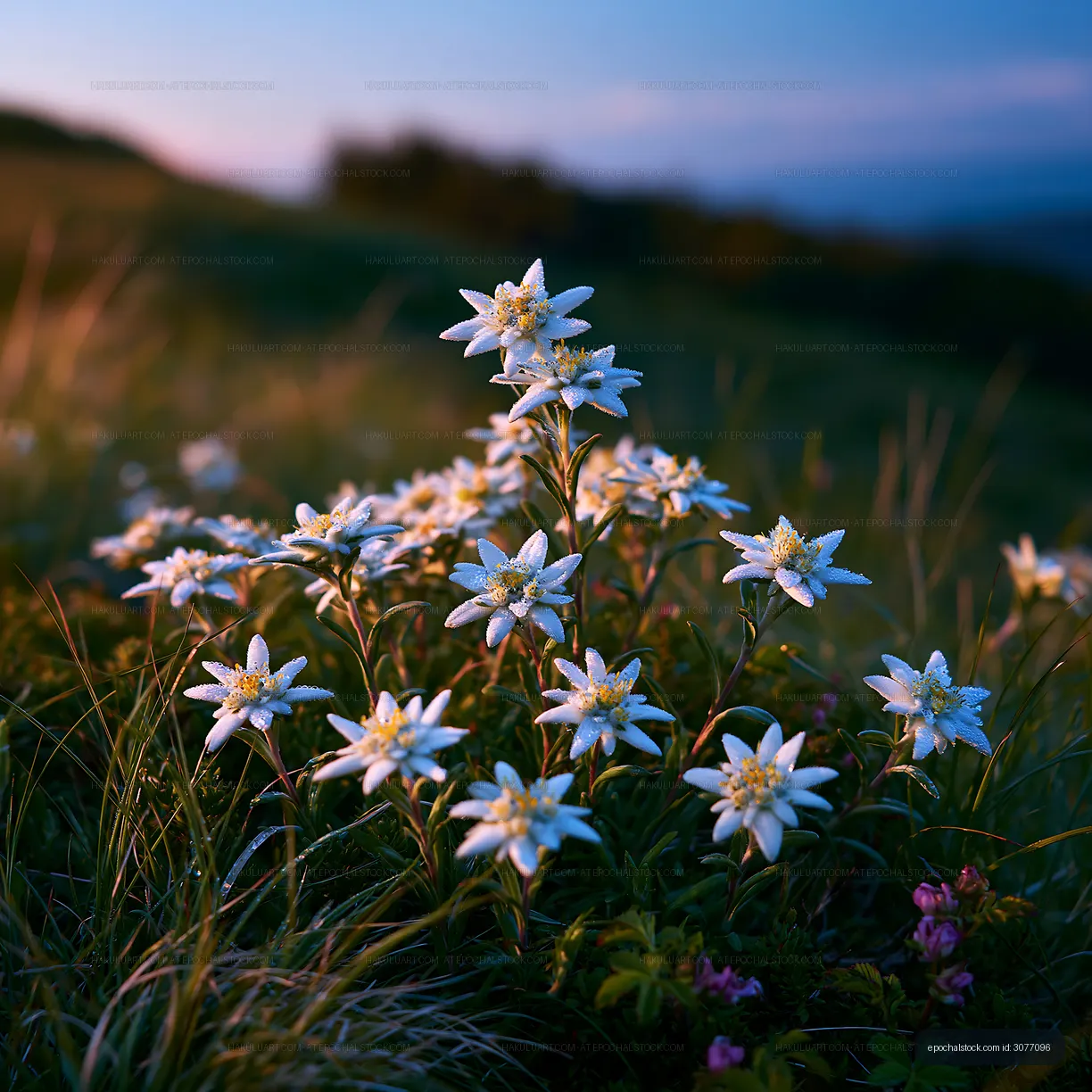 White flowers bloom in field during sunset in nature