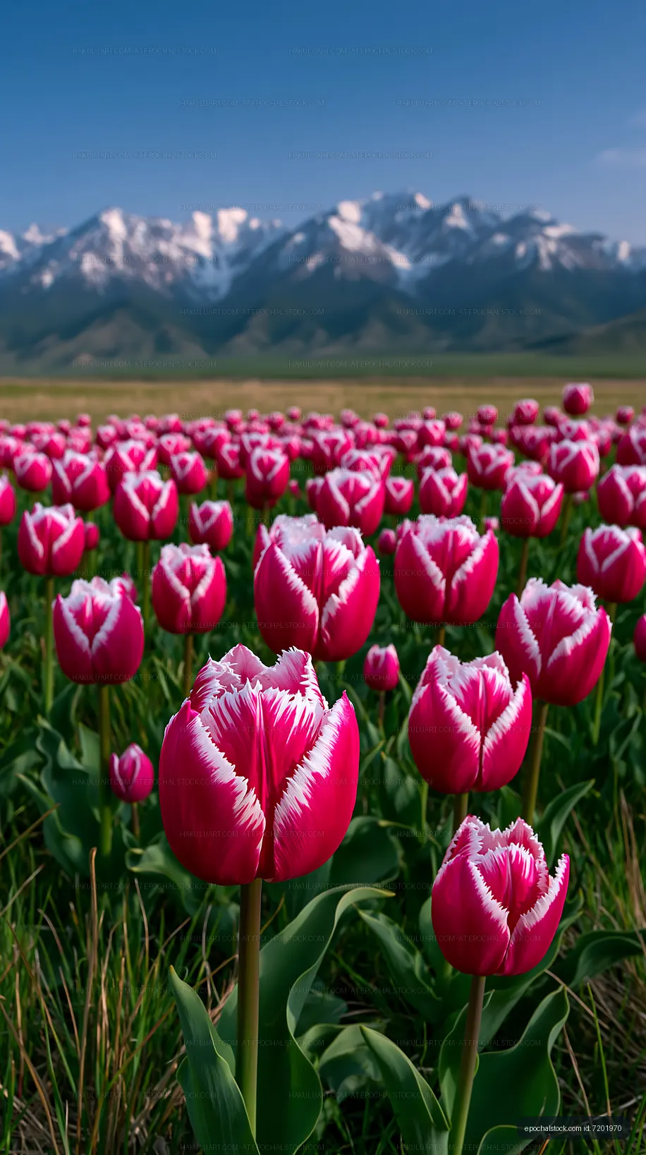 Bright tulip field with mountains in the background