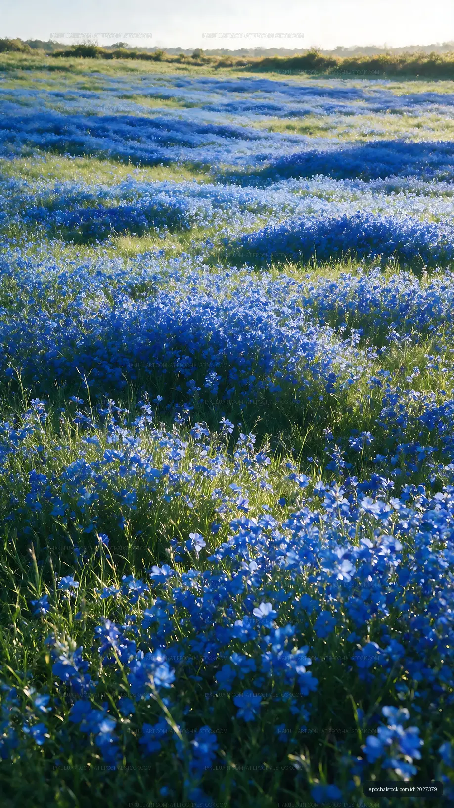 Vast field of blue flowers under sunlight at daytime