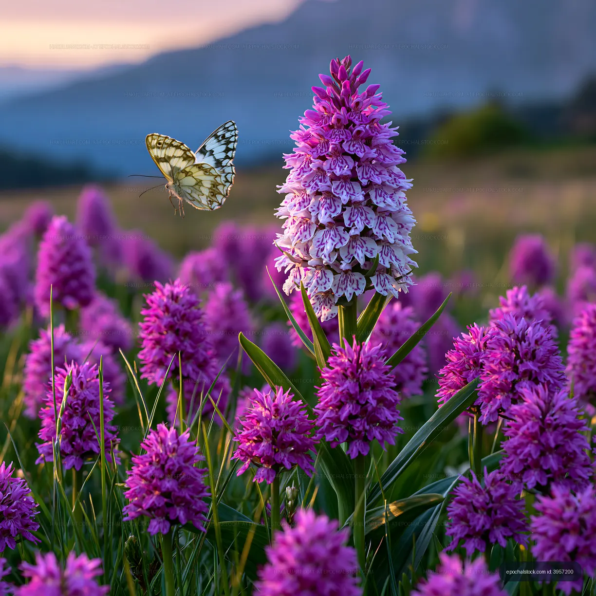 Butterfly flying near purple flowers on a sunny day