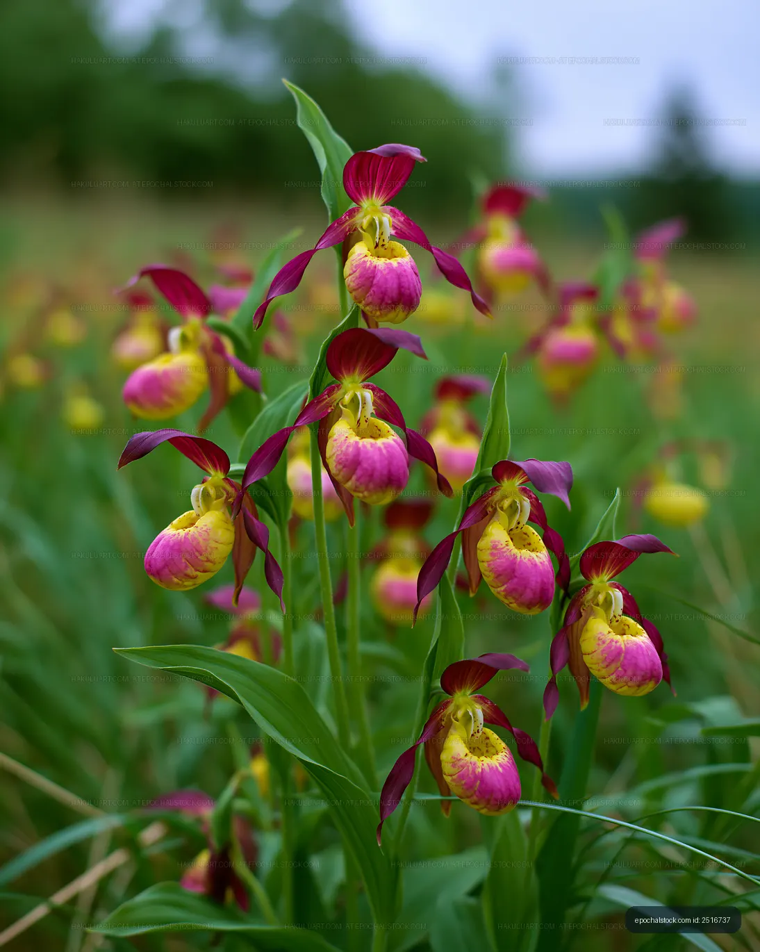 Orchid flowers in a lush field during daylight