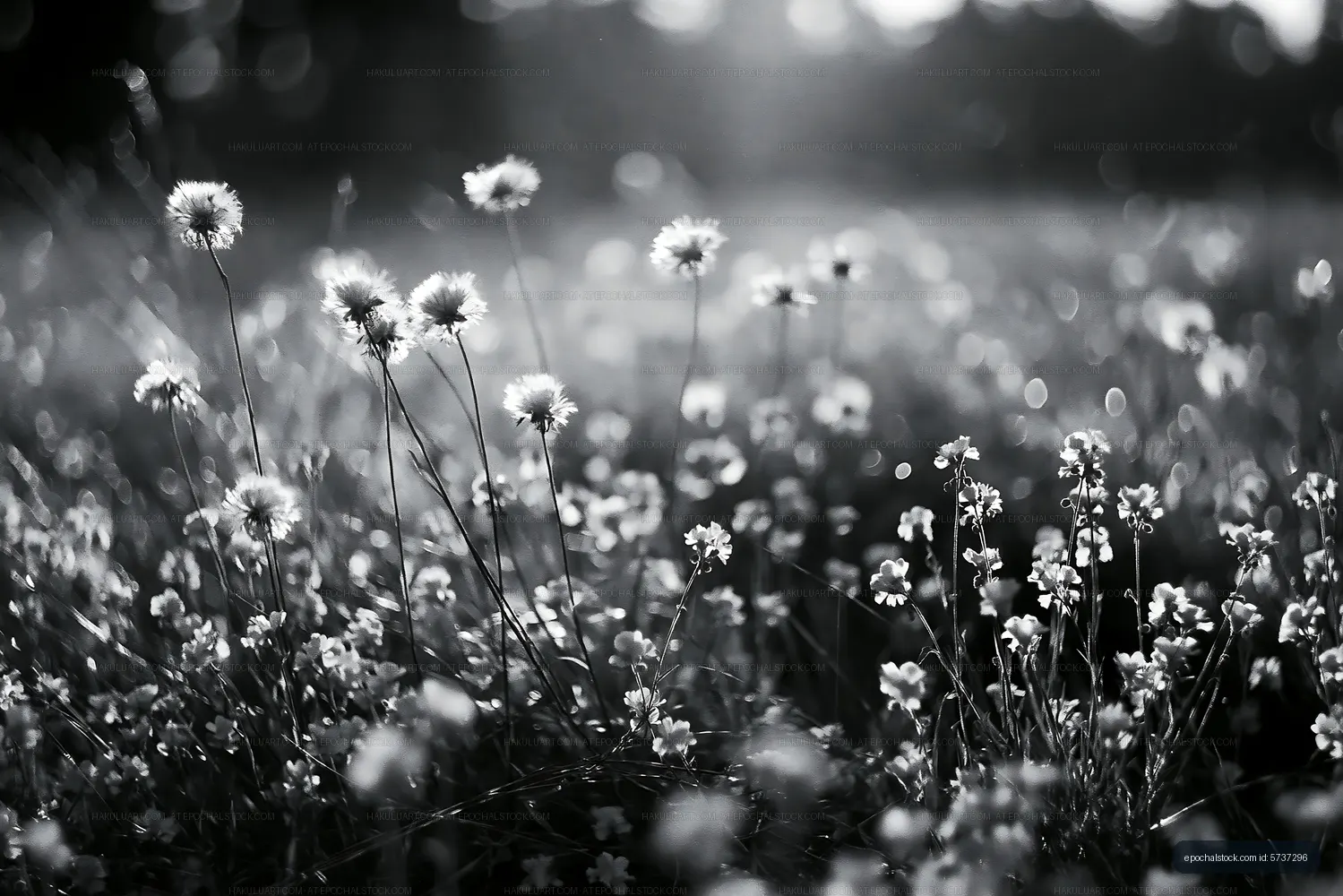 Flowers blooming in a field during sunny weather
