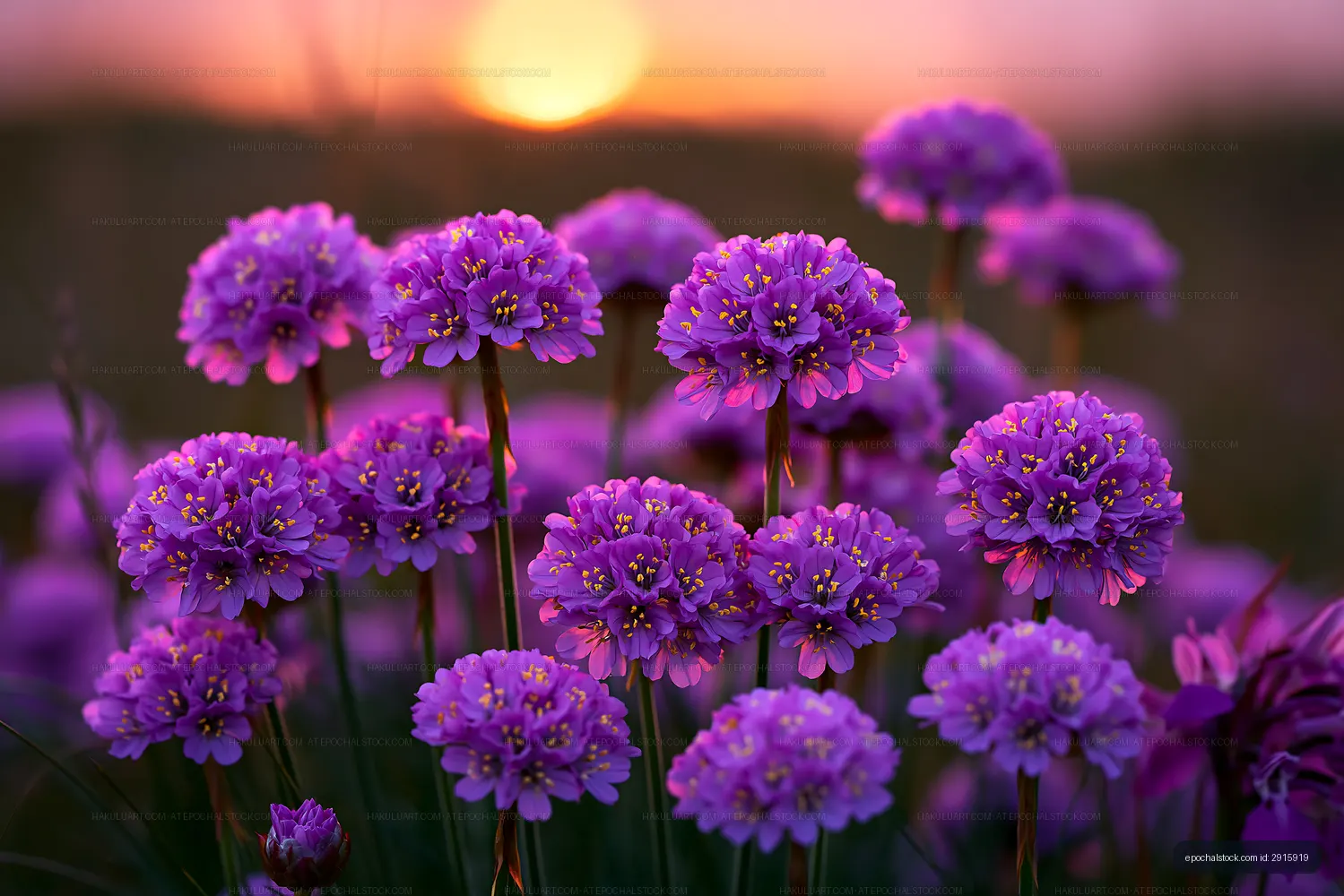 Violet flowers blooming at sunset in a grassy field