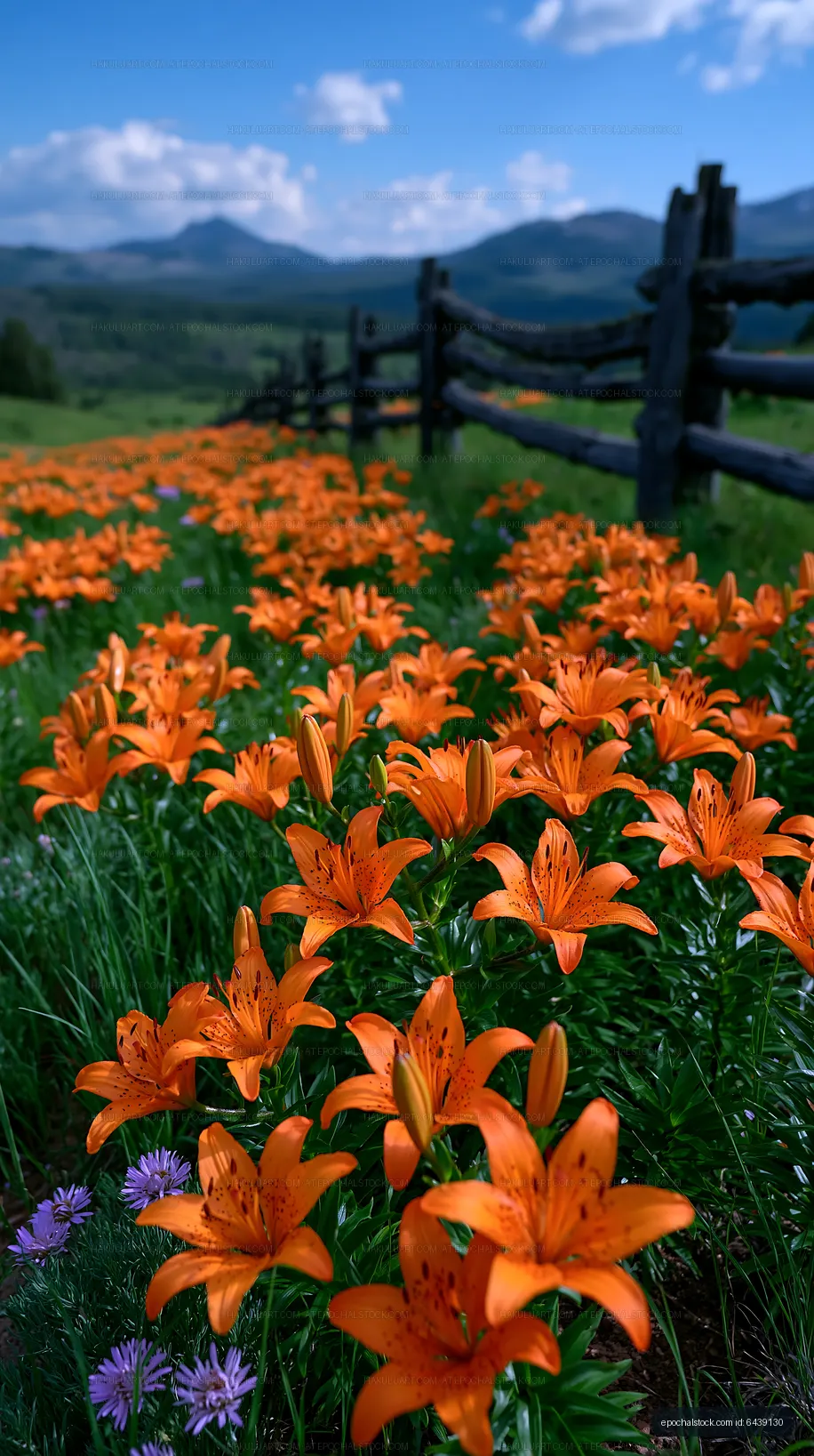 Vivid orange lilies blooming in a meadow surrounded by mountains