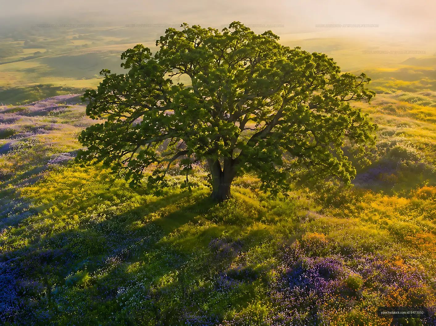 Lone tree surrounded by colorful wildflowers in sunlight