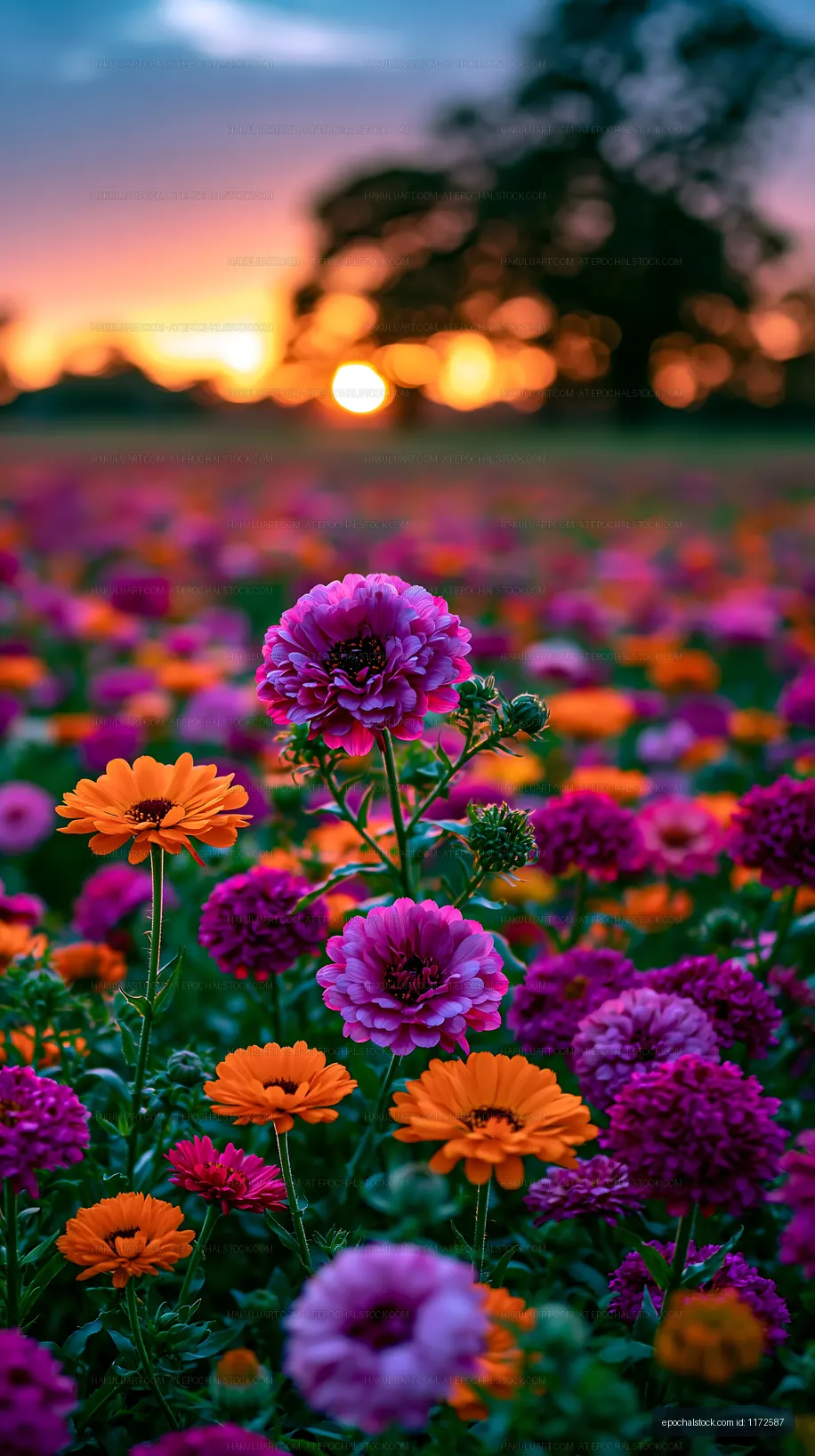 Colorful flowers blooming at sunset in a scenic field