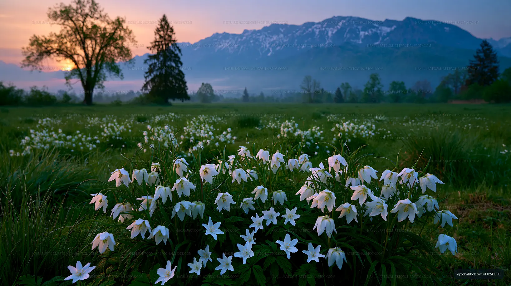 Sunrise over a mountain meadow filled with white flowers