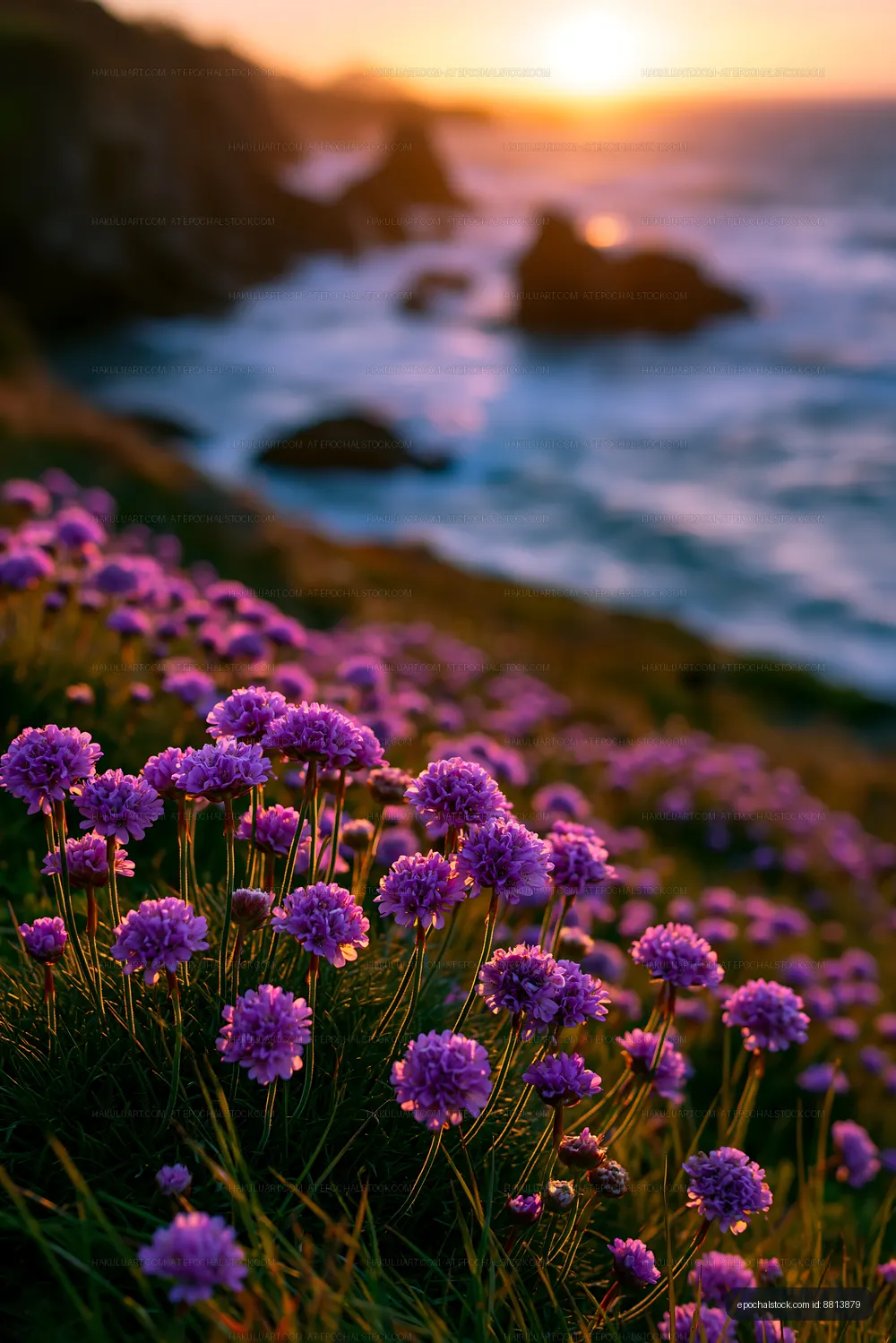 Purple flowers in coastal area at sunset