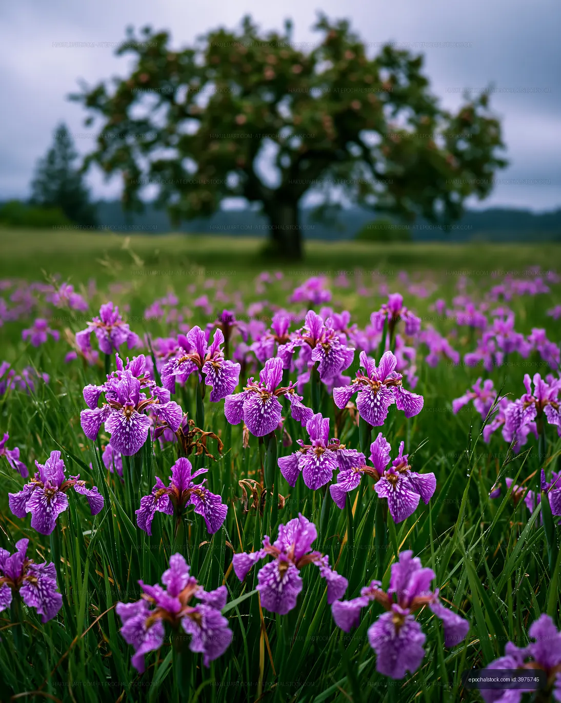 Purple flowers under a tree in a grassy field