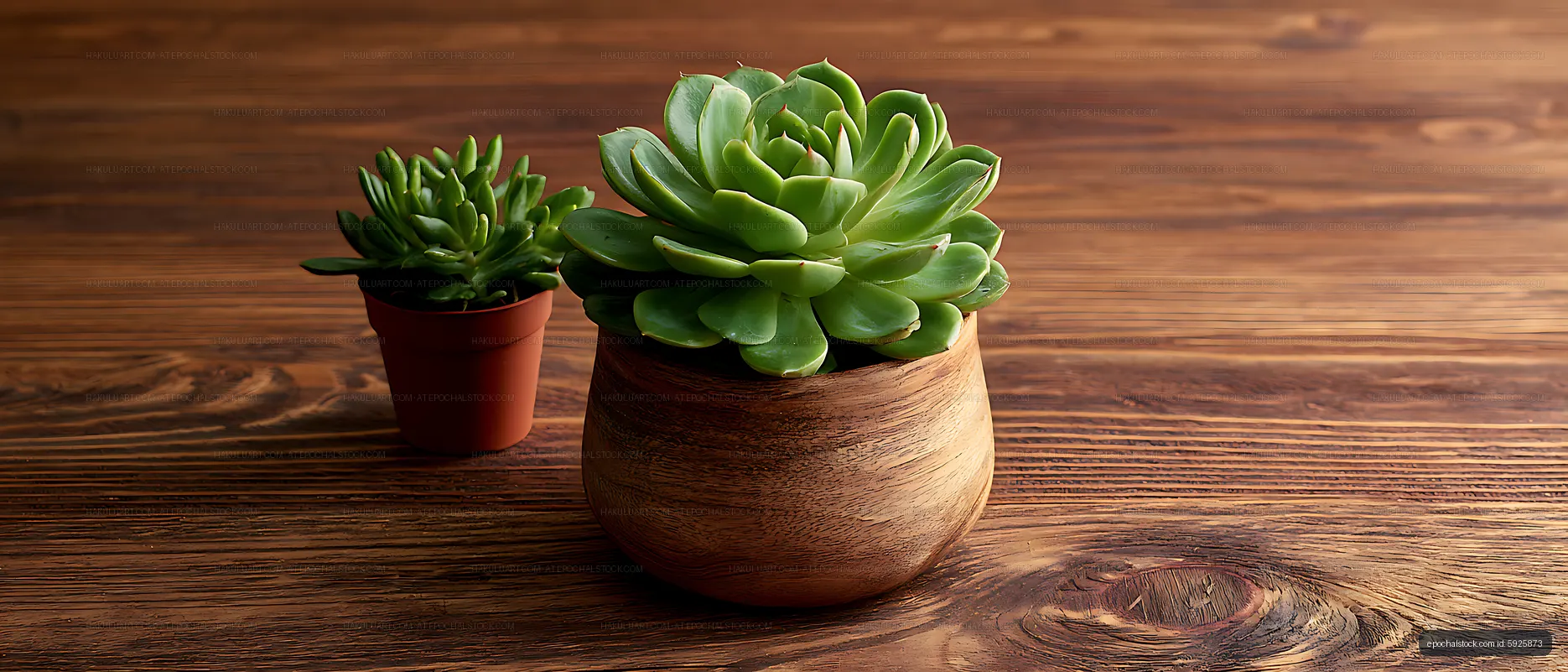 Succulent plants in pots on wooden surface