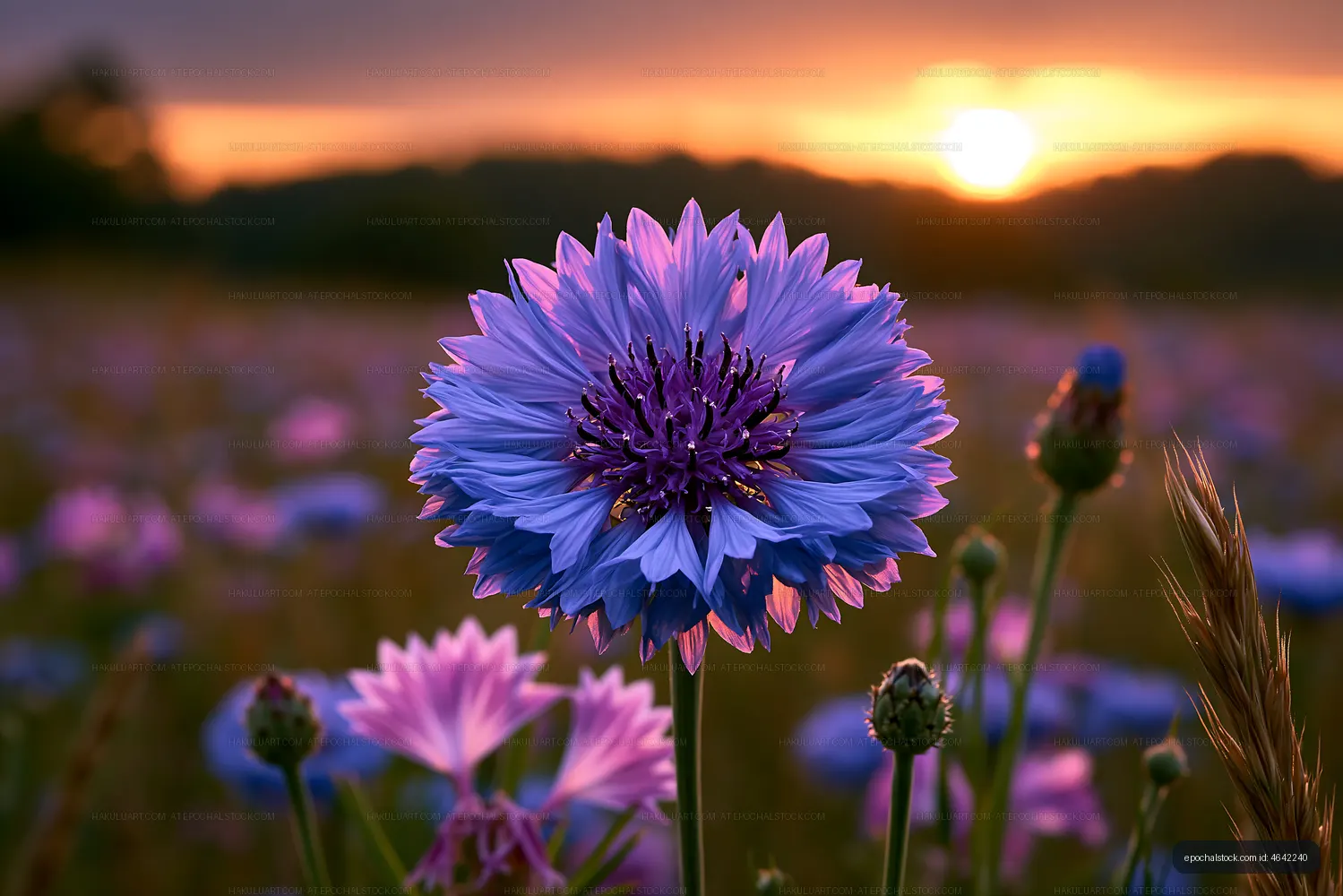 Purple flower on a field during sunset