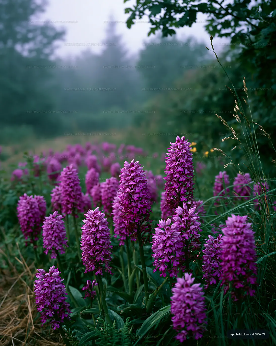 Purple flowers blooming in a foggy landscape