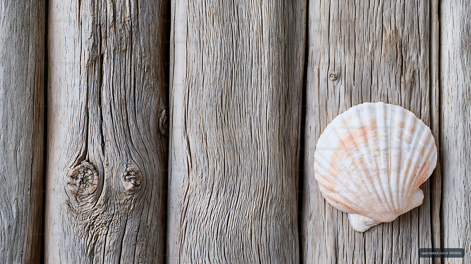Scallop shell on weathered wooden surface
