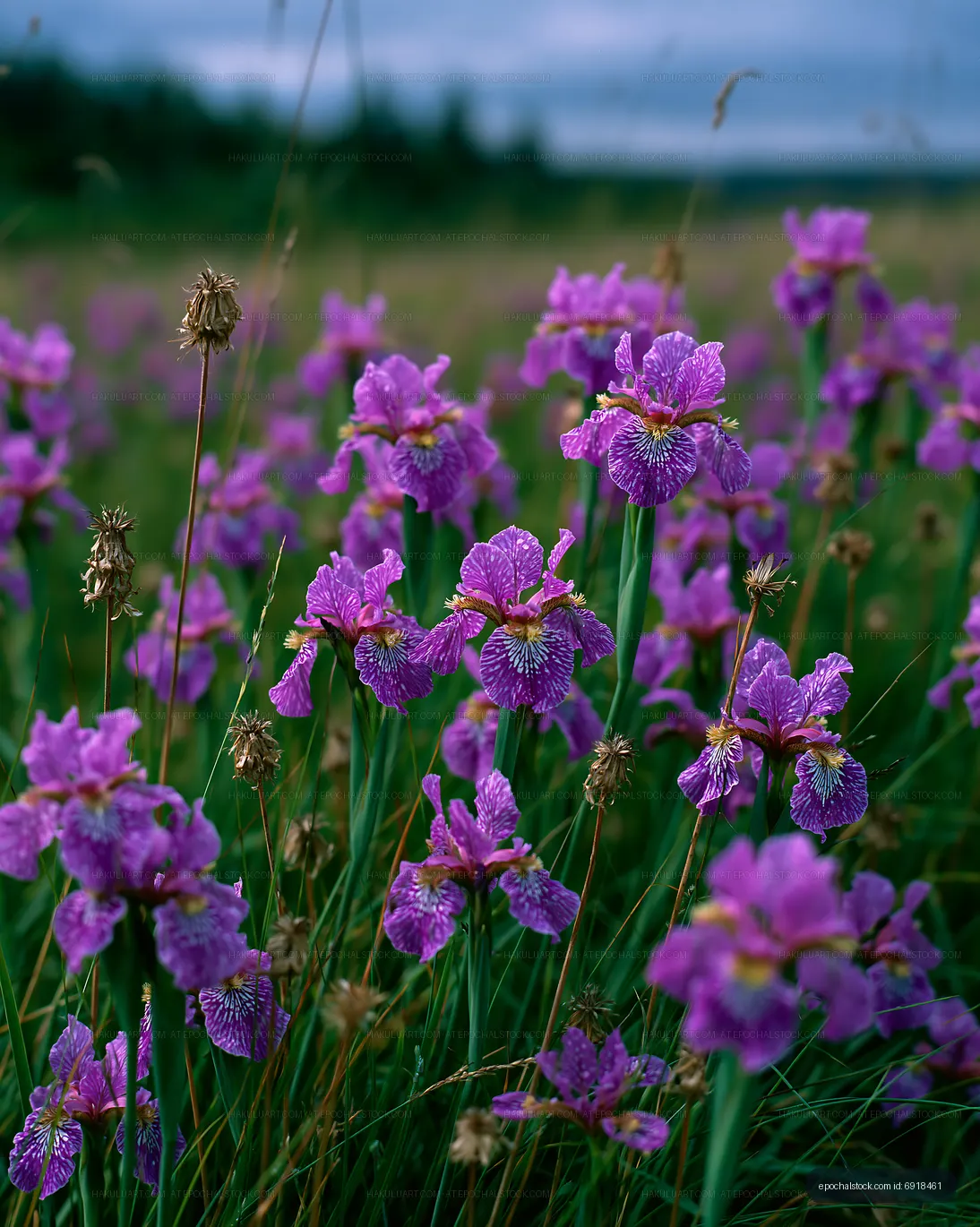 Purple wildflowers bloom in a natural landscape