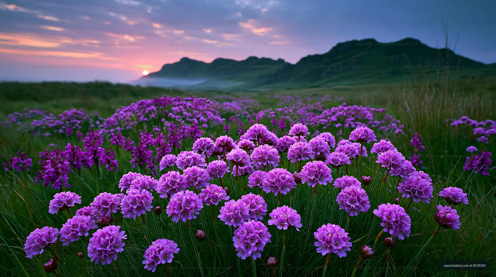 Bright purple flowers bloom in a grassy field at sunset