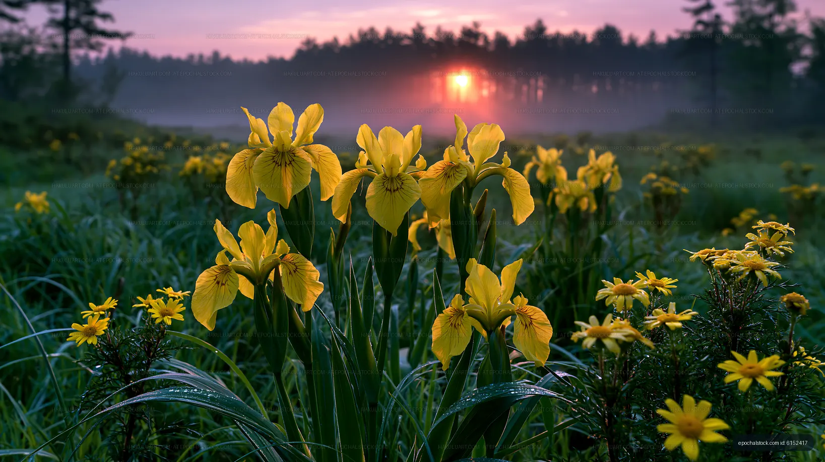 Sunrise over flowering marsh with yellow irises and daisies