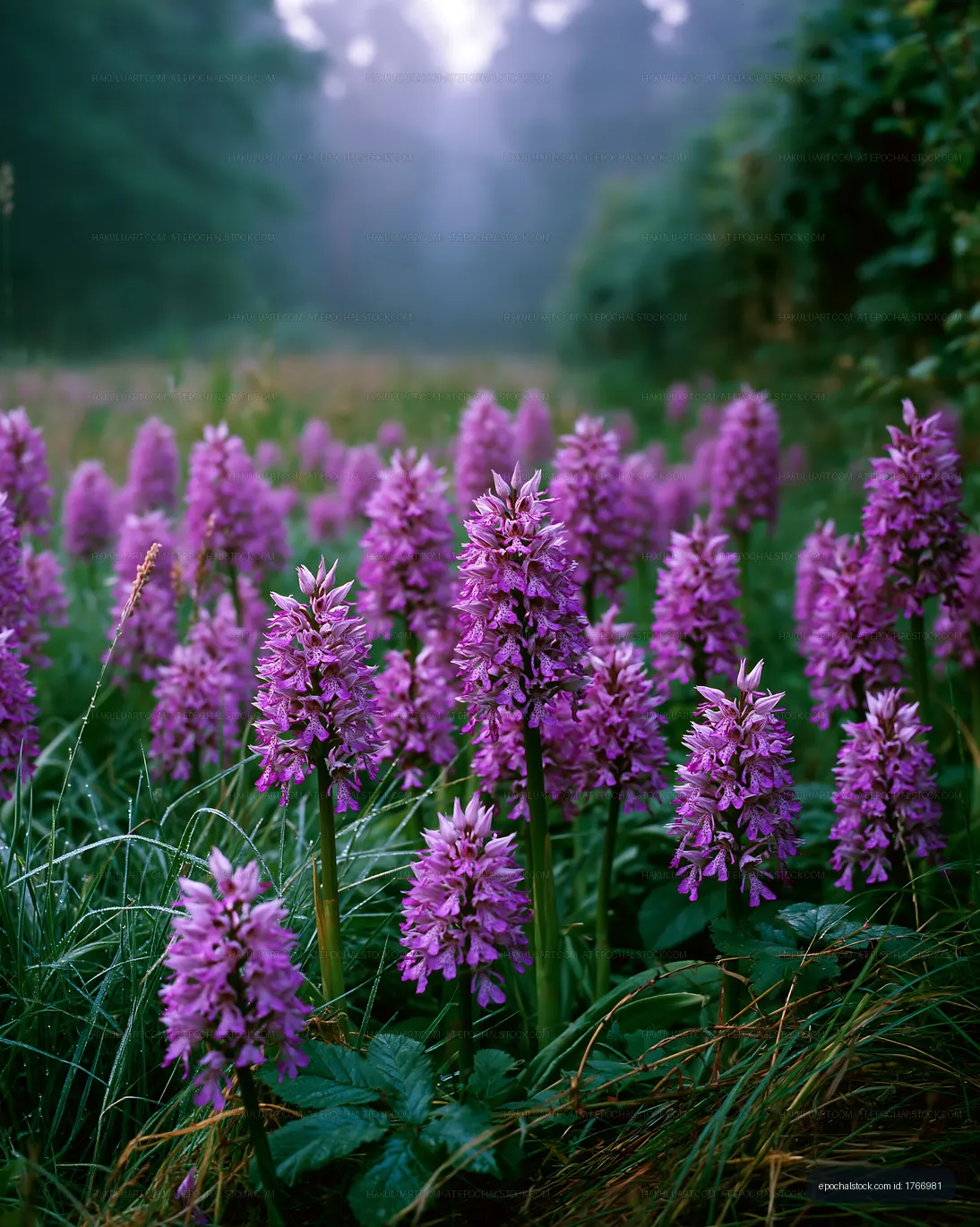 Purple flowers bloom in a misty field during early morning