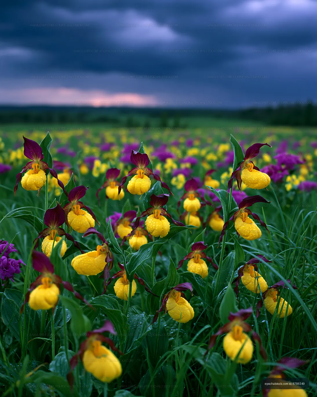 Bright yellow flowers grow in a field with purple blooms under clouds