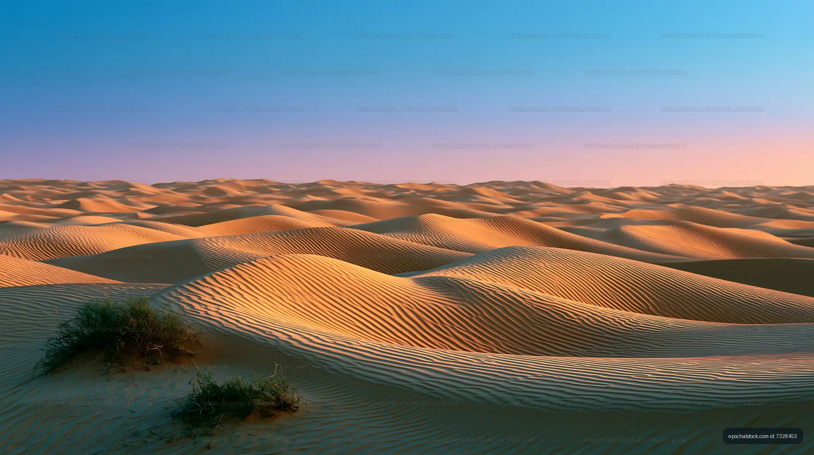 Golden sand dunes stretch under a clear blue sky at sunset