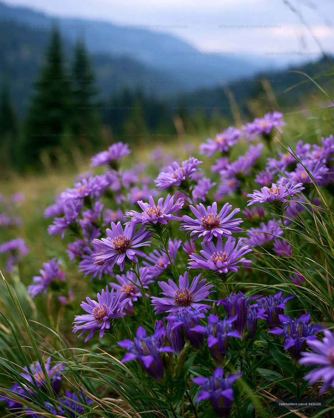 Purple flowers in a mountain meadow during daytime