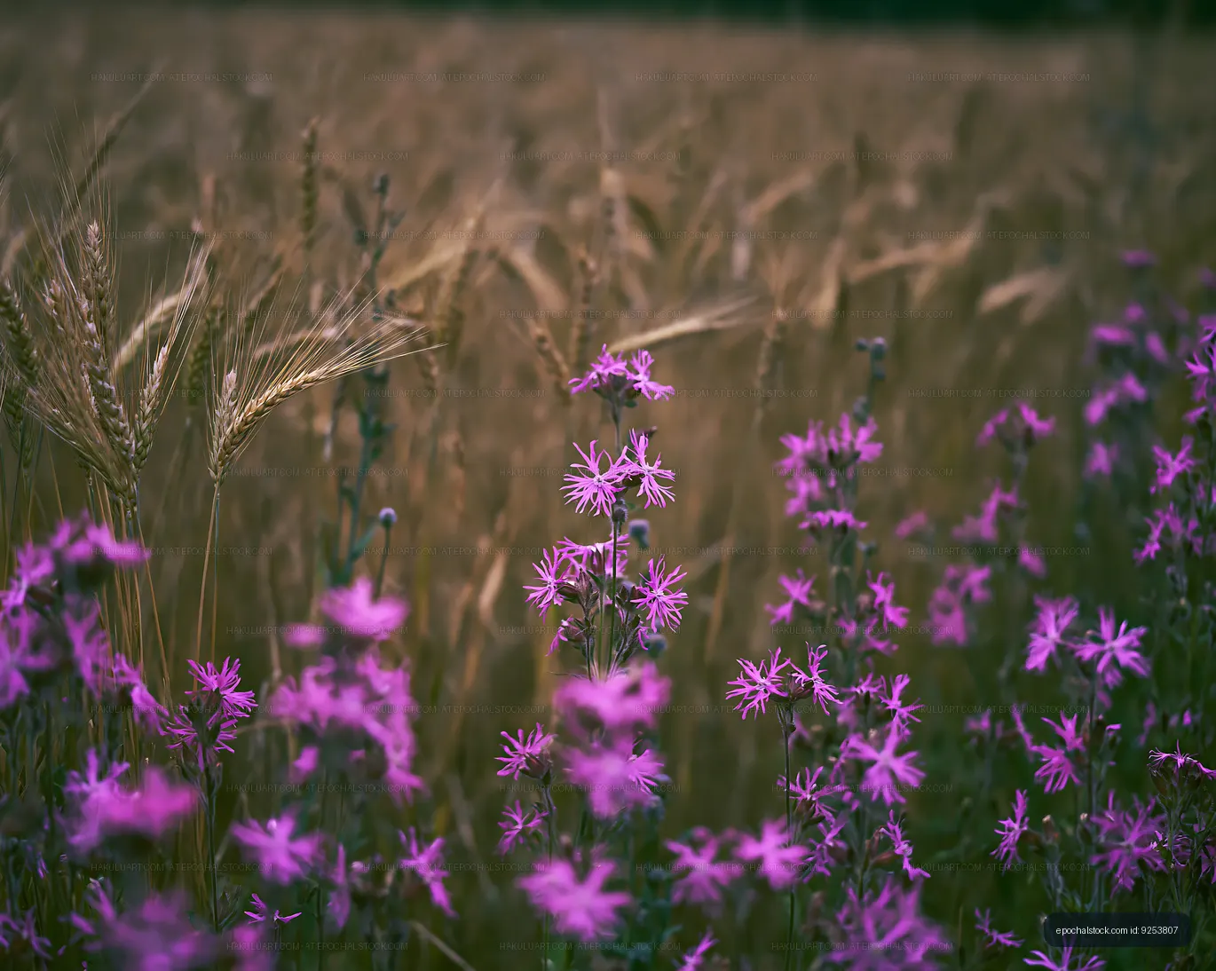 Purple flowers among golden wheat field during summer