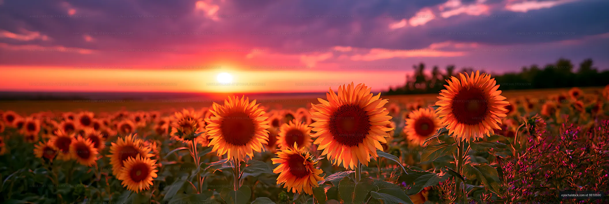 Sunflowers blooming during sunset in a vast field