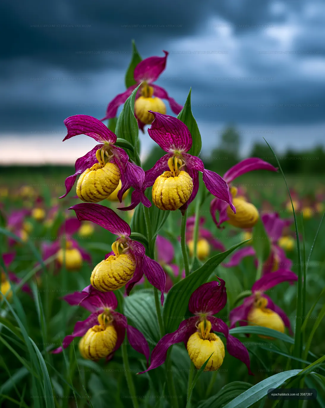 Lady's slipper orchids blooming among meadow foliage