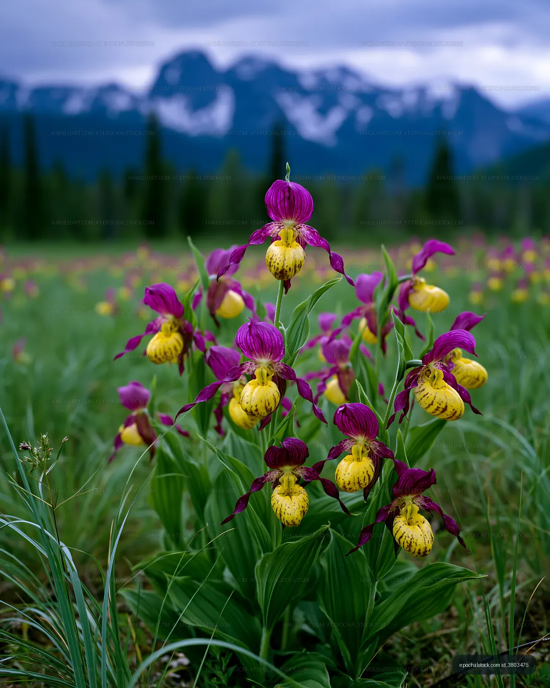 Lady's slipper orchids blooming beneath mountain peaks