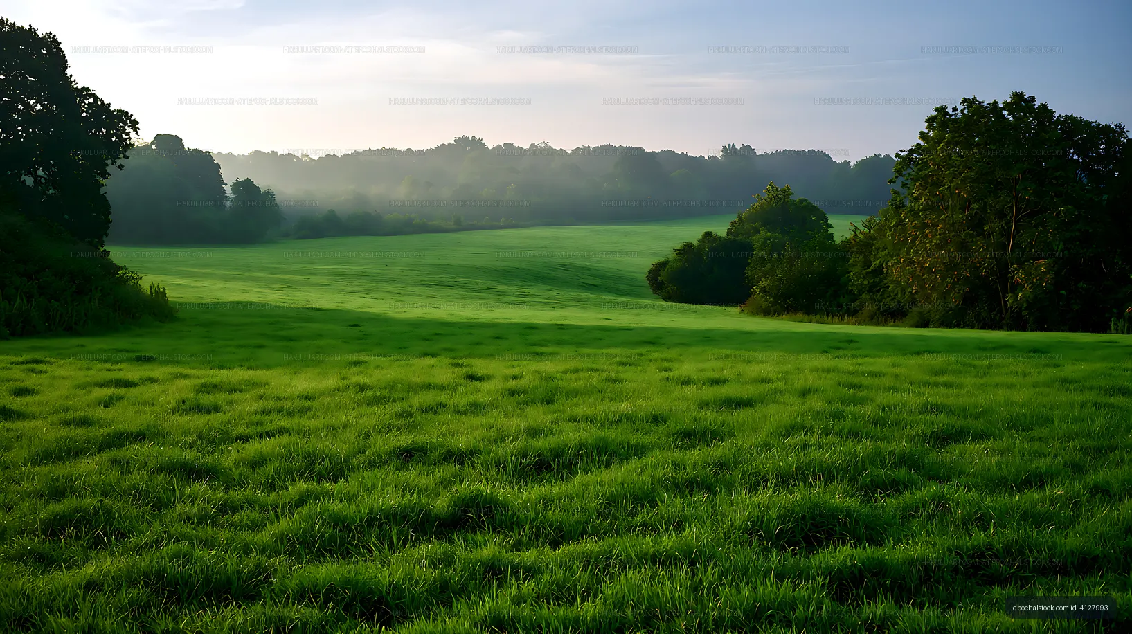 Sunlit meadow framed by misty trees