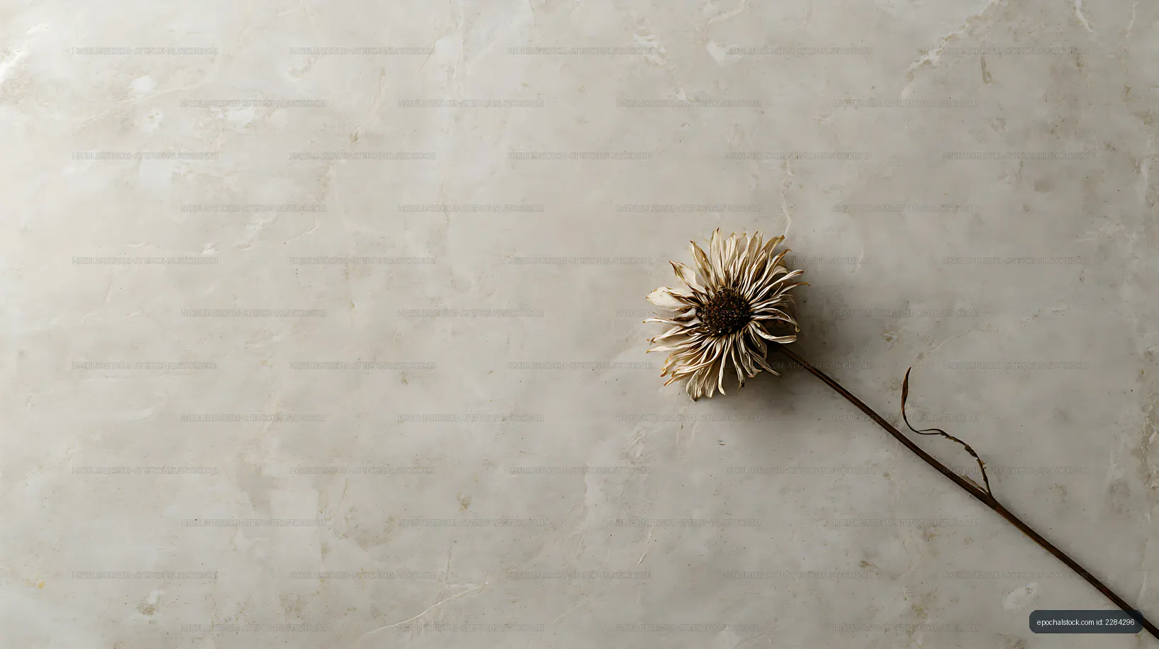 Minimal dried flower with generous copy space