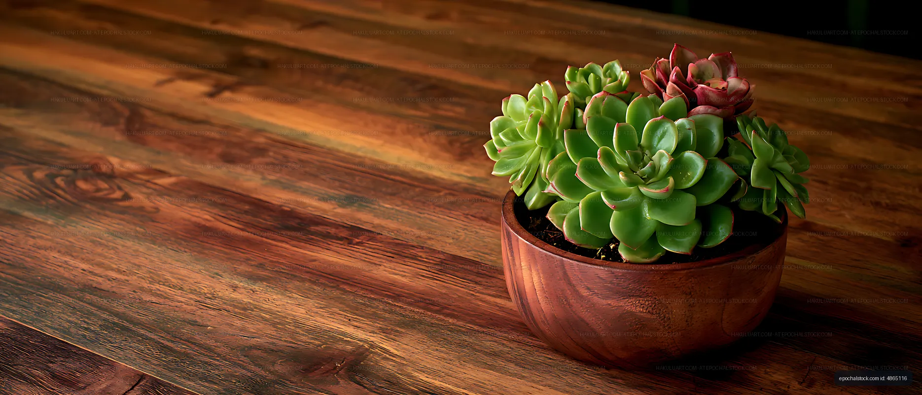 Green succulent plants in a round ceramic planter