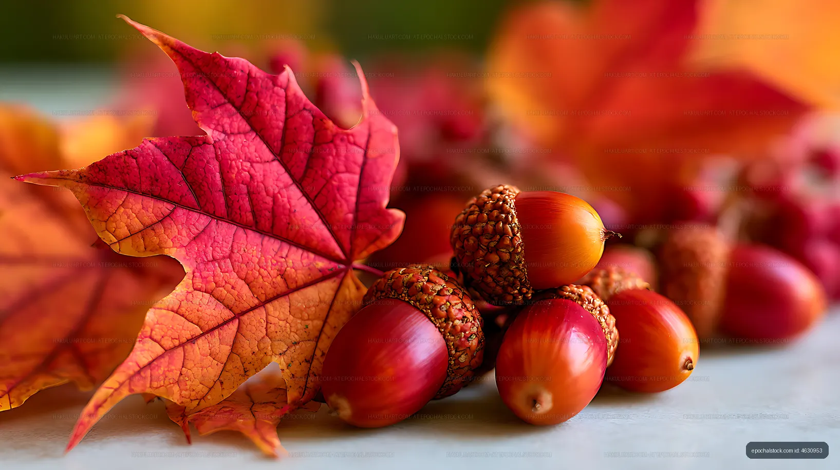 Colorful autumn maple leaf with acorns