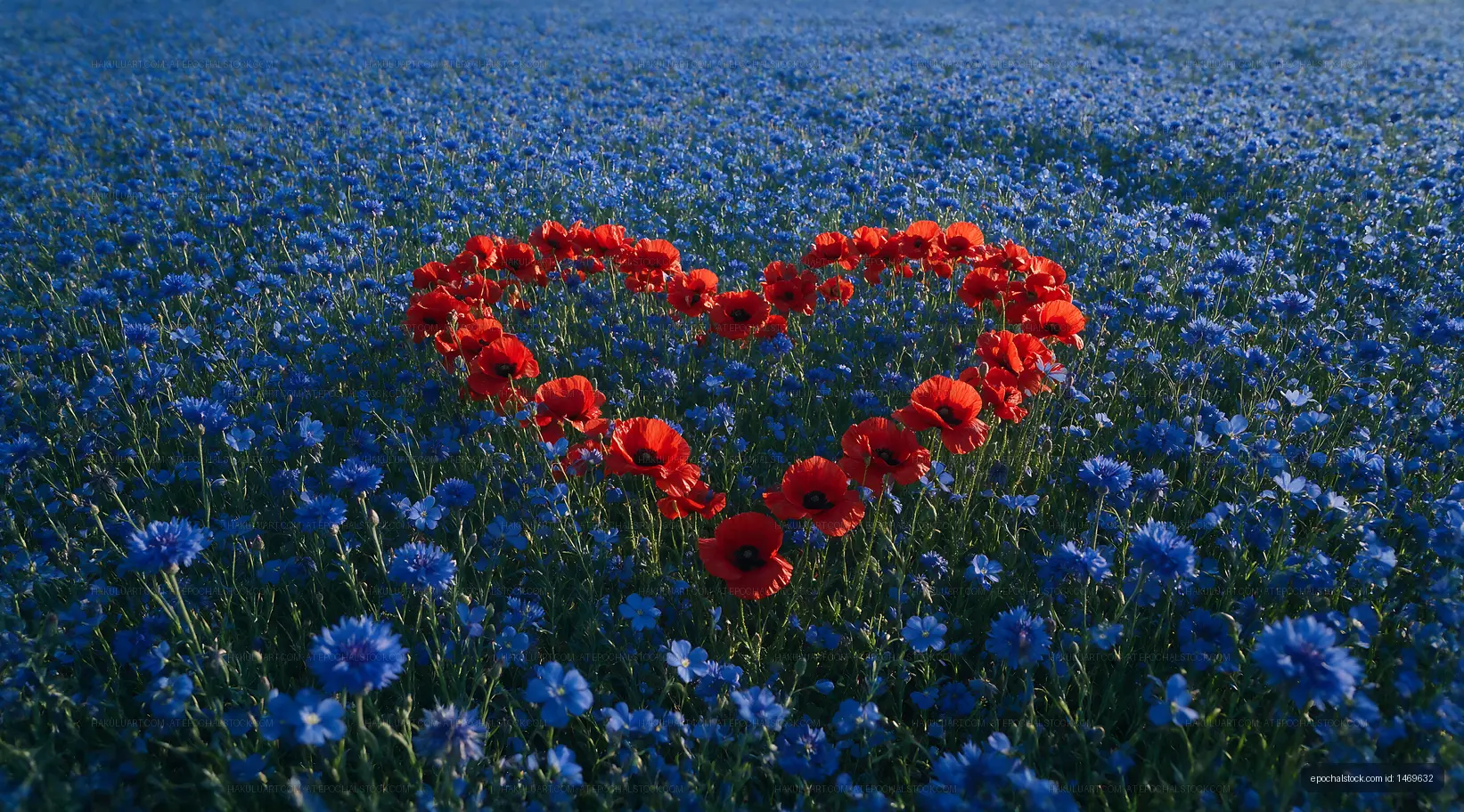 Red flowers form heart shape in blue flower field