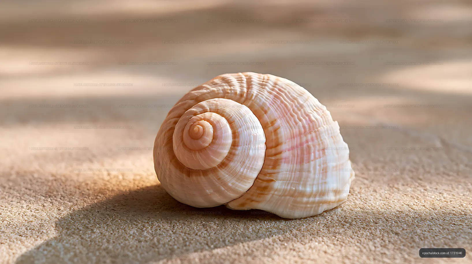 Spiral seashells on warm beach sand