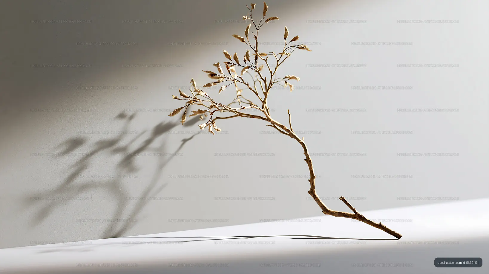 Minimal dried branch and shadow in sunlight
