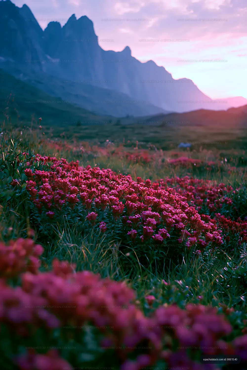 Colorful flowers bloom in the valley under a mountain sunset