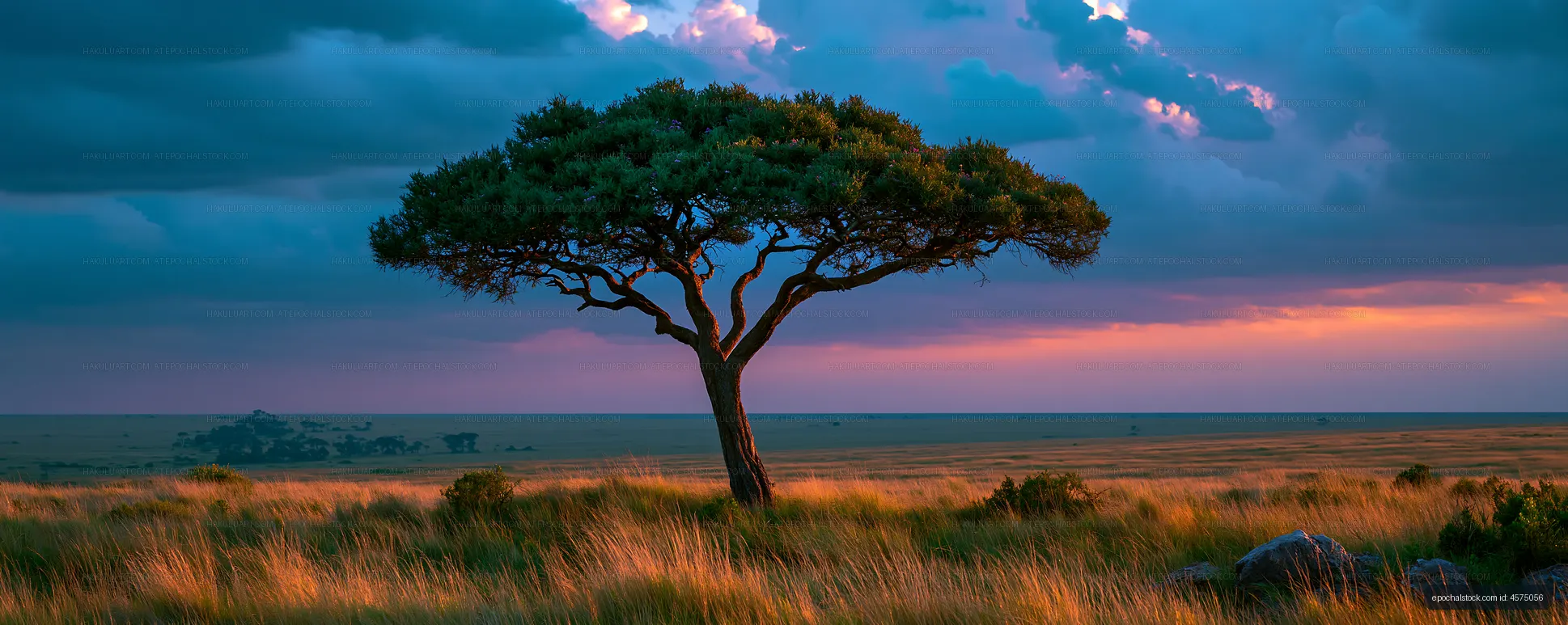 Lone Canopy Tree Across an Open Grassland at Sunset