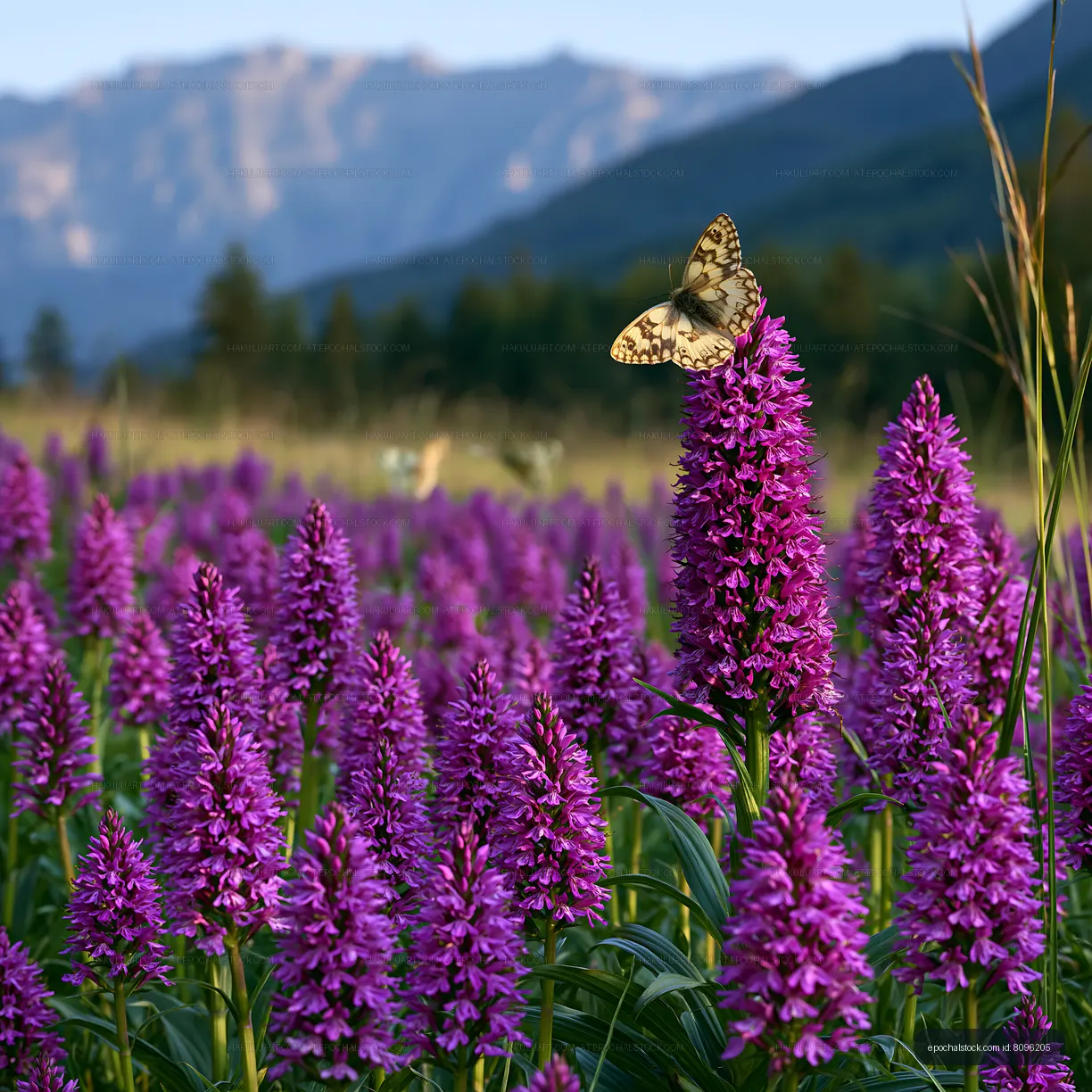 Purple wildflower meadow with butterfly and mountain scenery