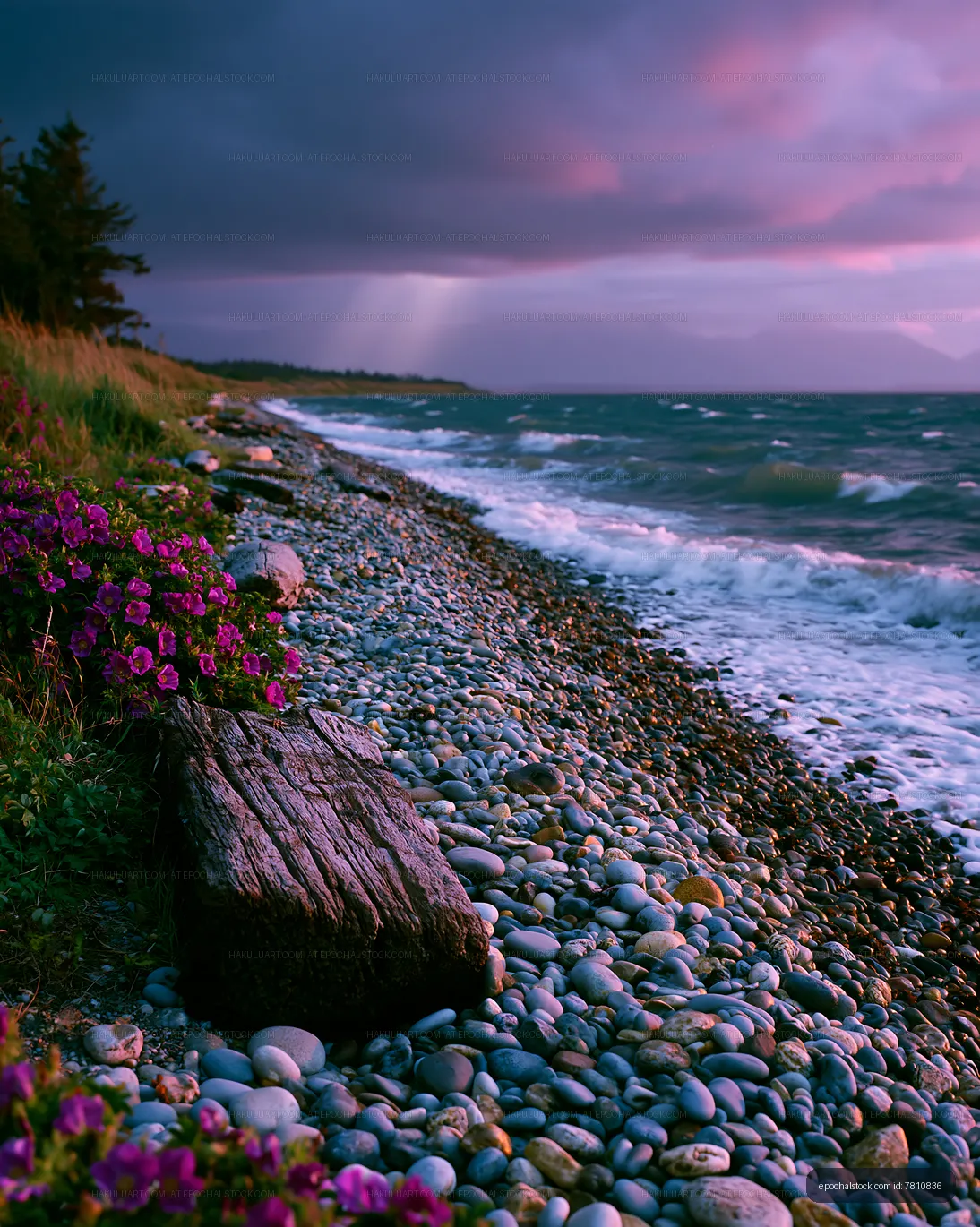 Coastal pebble shore beneath pink and purple clouds