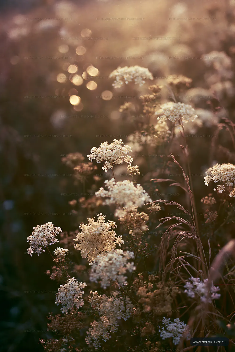 Wildflowers blooming under soft sunlight in a field