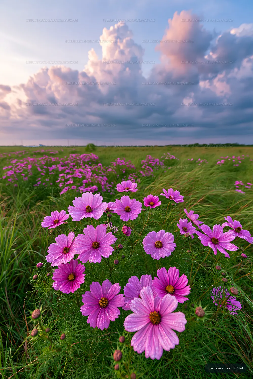 Field of pink flowers under a cloudy sky during sunset