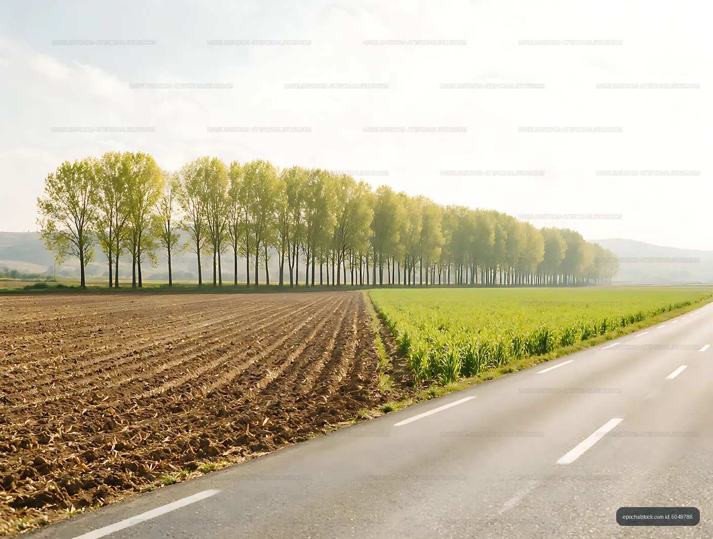 Poplar avenue and road across an agricultural landscape
