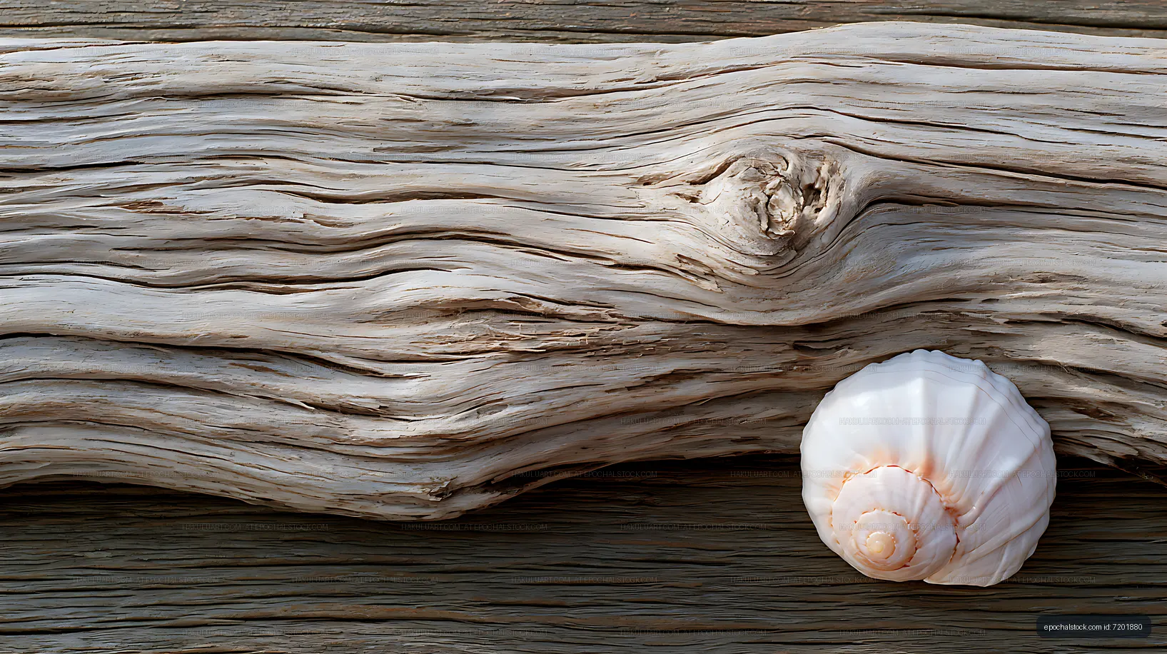 White shell and layered weathered wood