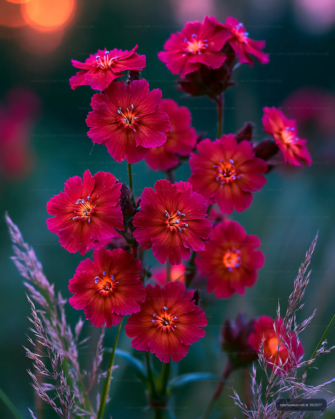 Bright red flowers with green background in evening light