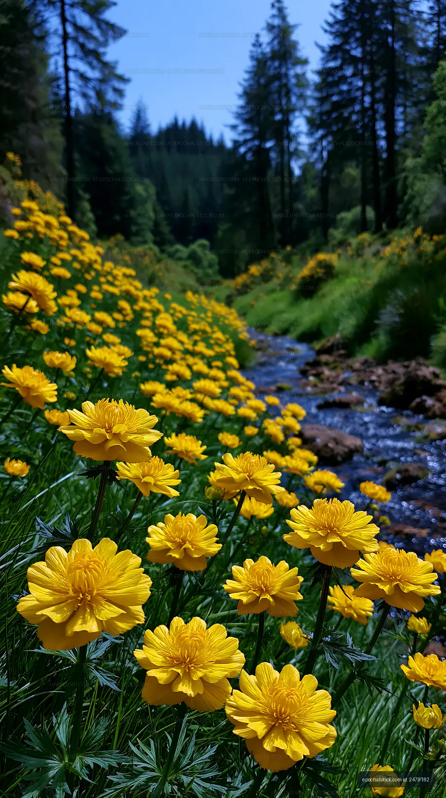 Yellow flowers and stream in an evergreen forest