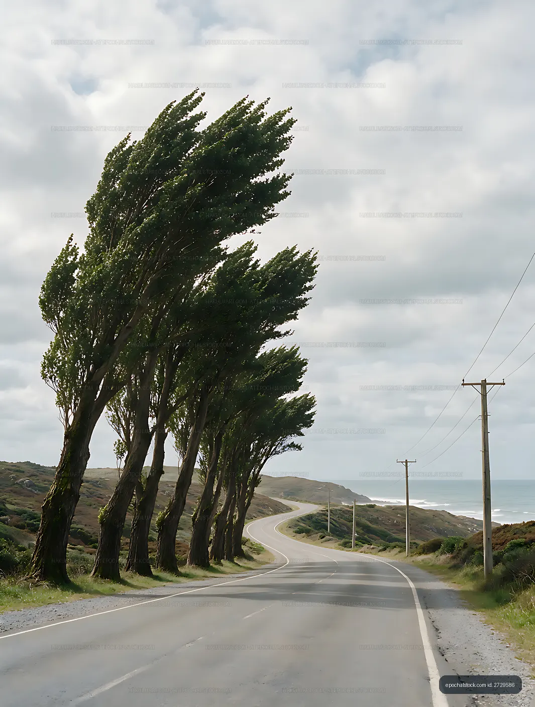 Coastal road framed by poplar trees and ocean views